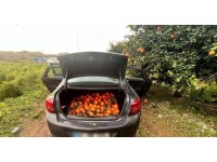 Otomobiliyle portakal çalan şüpheli tutuklandı