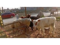 Danayı bile otomobille çalmışlar: Yakalanan 3 hırsız tutuklandı