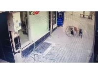 Başıboş sokak köpekleri tavuğu telef etti