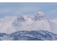 Adana’da dağ keçileri görüldü