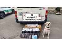 Narkotik köpeği uyuşturucu hapları buldu: 3 gözaltı