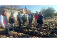 Adana İl Tarım ve Orman Müdürlüğü 3 günde 500 bin dekar alanı taradı