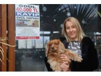 Sokak sokak afiş asarak aradığı İngiliz Cocker cinsi köpeğini getirene 40 bin TL ödül verecek