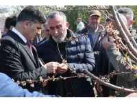Başkan Vekili Şener, dondan zarar gören tarım arazilerinde incelemelerde bulundu
