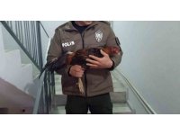 Mersin’de horoz dövüşü üzerinden bahis oynatanlara operasyon