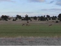 Salda Gölü çevresine bırakılan kızıl geyikler beslenirken görüntülendi
