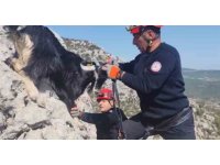 Kayalıklarda mahsur kalan keçiler 4 gün sonra kurtarıldı