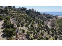 Kilogramı 200 TL’den satılan Avokadolar Alanya’da üreticilerin yüzünü güldürdü