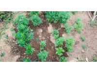 Jandarma baskınıyla ortaya çıktı: Evinin bahçesini uyuşturucu tarlasına çevirmiş