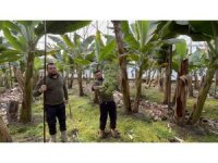 Zirai don afetinin etkilediği muz serada 45’TL’den alıcı buluyor