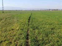 Hatay’da yaşanan kuraklık Amik Ovası’nda üretimi olumsuz etkileyecek