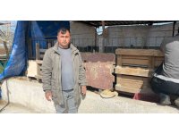 Koyunları telef eden sokak köpekleri ahırda uyuyakaldı