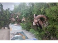 Anamur’da ’Orman Ekosistemi’ temalı sergi açıldı