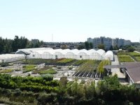 2 milyon 743 bin çiçek Antalya’yı güzelleştiriyor