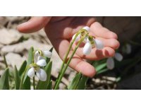 Toros Dağlarının beyaz gelinliği kardelenler yüzünü gösterdi