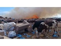 Alevlere aldırmayan inekler otlamaya, çoban ise yangını izlemeye devam etti