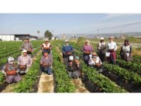 Mersin’de çilekte ihracat başladı