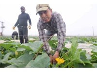 Kuraklık nedeniyle hasadına geç başlanan kabak tarladan 50 TL’den alıcı buluyor