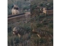 Anadolu’nun sessiz gece bekçisi, çizgili sırtlan görüntülendi