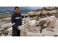 Ispartalı çobanın başı kurtlarla dertte: 1 yılda 6 hayvanı telef oldu