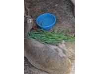 Vatandaşların bulduğu yaralı ceylan tedavi altına alındı