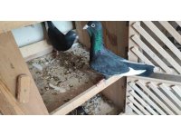 Kayıp iki güvercini bulana 20 bin lira ödül