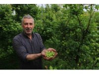 4 bin metrekare serasında turfanda can eriği üreten çiftçi: "Ben isterdim ki köyümde 50 tane daha böyle sera olsun"