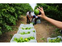 Limonda stokçuların oyunu ortaya çıktı