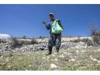 Mersin’de ’atalık nohut’ gelecek nesillere aktarılıyor