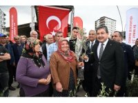 Osmaniye’de üreticiye 11 bin 500 sertifikalı zeytin fidanı dağıtıldı