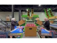 Eğirdir’de elma bahçelerine organik dokunuş, kimyasal yerine hümik asit projesi hayata geçiyor