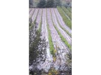 Mersin’de dolu tarım ürünlerine zarar verdi