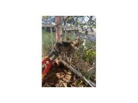 Bahçe demirlerine sıkışan kediyi itfaiyeciler kurtardı