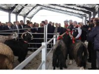 Kıran kırana kurban pazarlıklı pazar açılışı