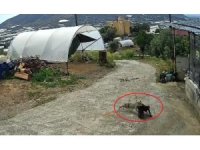 Ziyafete hazırlanan tilkiye ‘köpek’ şoku