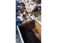 Osmaniye’de aç kalan ayılar, arı kovanlarına saldırdı