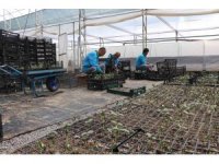 Alanya’da ücretsiz su kabağı fidesi dağıtılacak