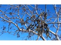 Kahramanmaraş’ta ceviz bahçelerini don vurdu