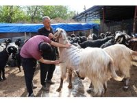 Küçükbaş hayvanların kırkım mesaisi başladı