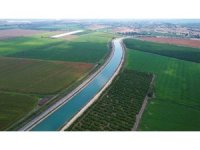 Çukurova’da yağan yağmurlar tarım ürünlerine ’can suyu’ oldu