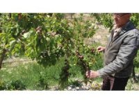 Türkiye’nin sofralık kayısı üretim merkezi, zirai donu yüzde 30 hasarla atlattı