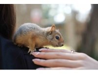 Antalya otogarında  el konulan 2 yavru sincaptan haber var