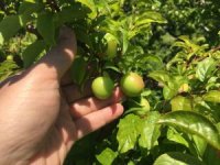 İklim şartları açıkta erik hasadını geciktirdi