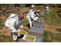 Bahar meyvesini verdi: Şifa deposu polende hasat başladı