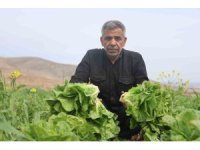 Amik Ovası’nda yaşanan kuraklık marul hasadında verimi olumsuz etkiledi