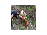 Çukura düşen keçiyi itfaiye kurtardı