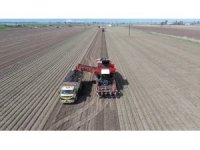 Amik Ovası’nda bereketli siyah havuç hasadı