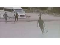 Sokak  köpekleri çocuğa saldırdı