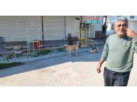 Sokak köpekleri tehlike saçıyor