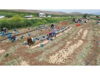 Don ve kuraklığın rekolteyi etkilemediği soğan, tarladan 8 TL’den alıcı buluyor